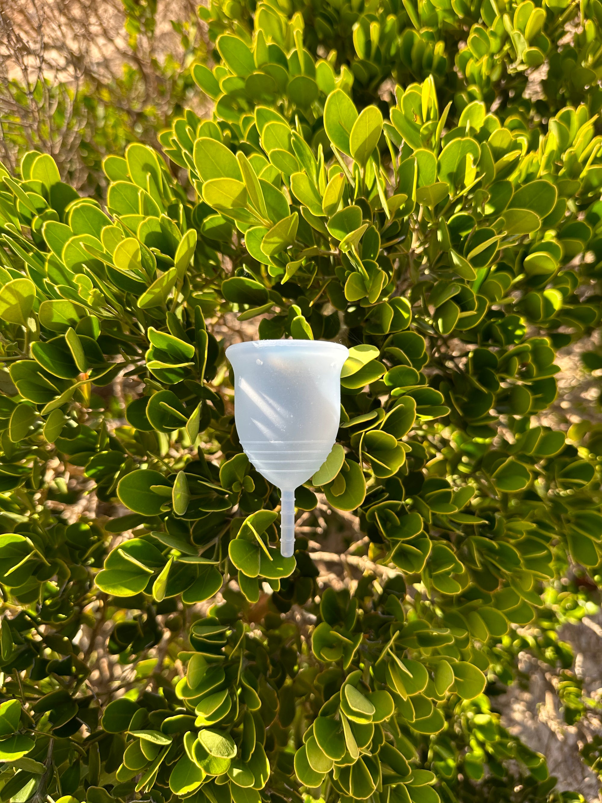 The Power of the PureCup: 5 Benefits of Switching to Menstrual Cups